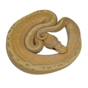 Banana Pinstripe pos Yellow Belly 100% Het Pied ball python hatchling