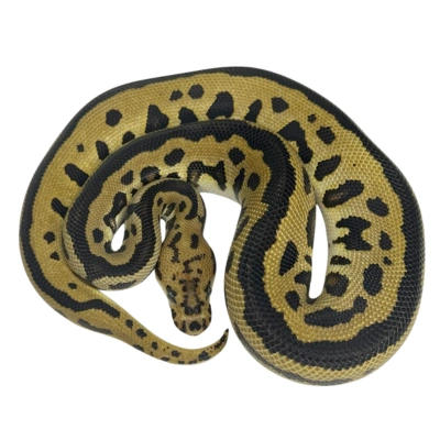 ball python prices in the Philippines