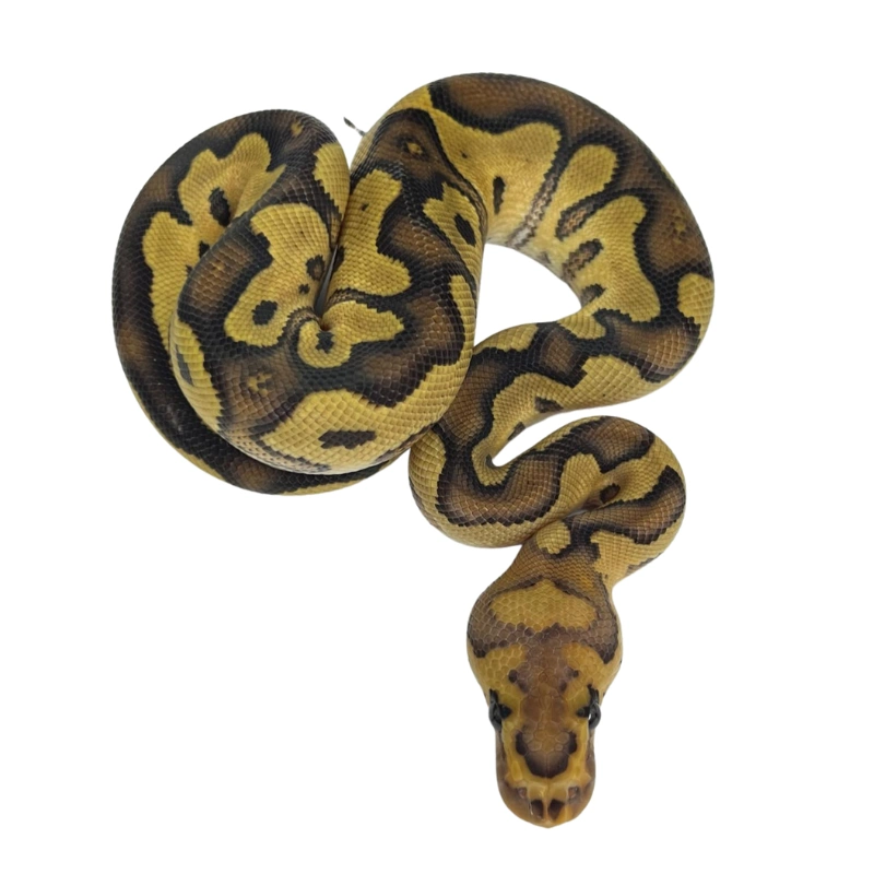 Calico Fire Clown ball python hatchling