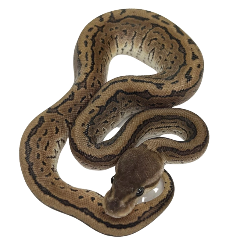 Cinnamon Pinstripe - 3K Exotics - Quality Ball Python Breeder in the