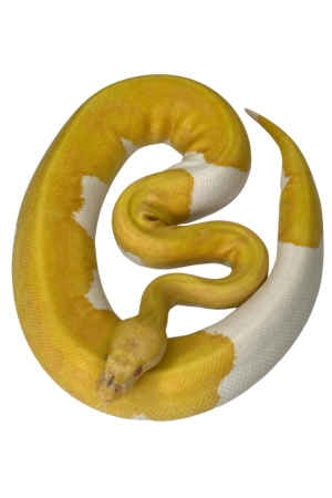 yellow ball python