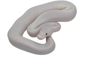 all white ball python