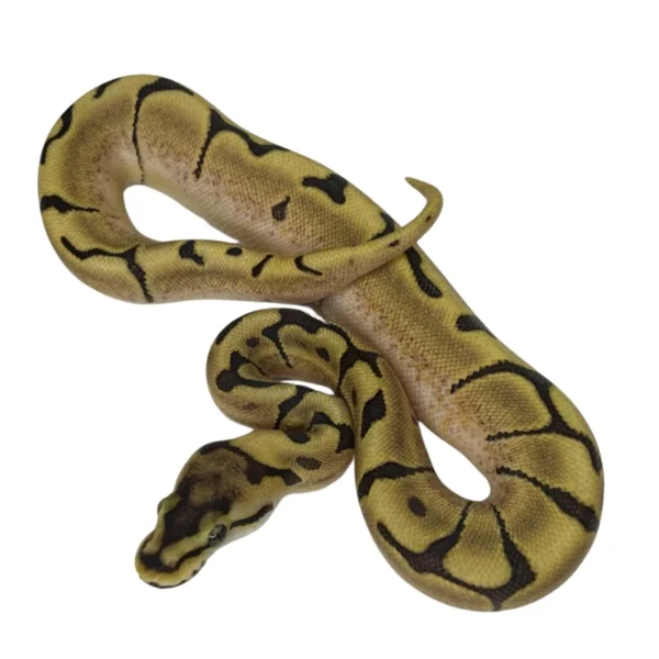 Orange Dream Spider 100% Double Het Orange Ghost Pied ball python