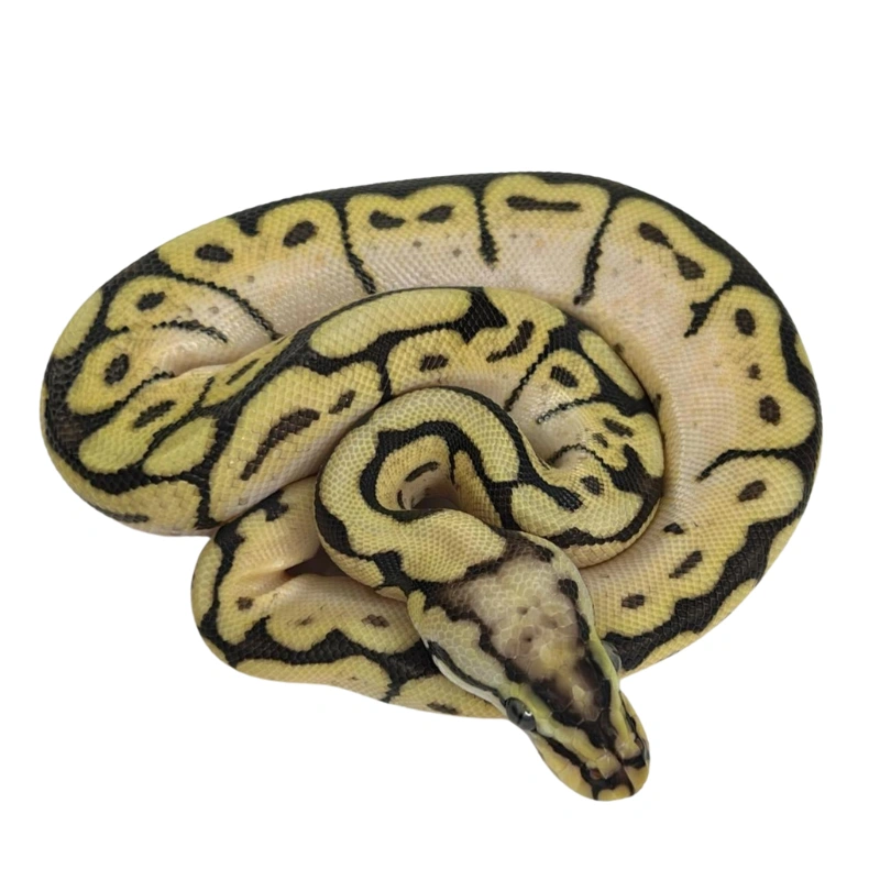 Pastel Orange Dream Spider 100% Double Het Orange Ghost Pied ball python