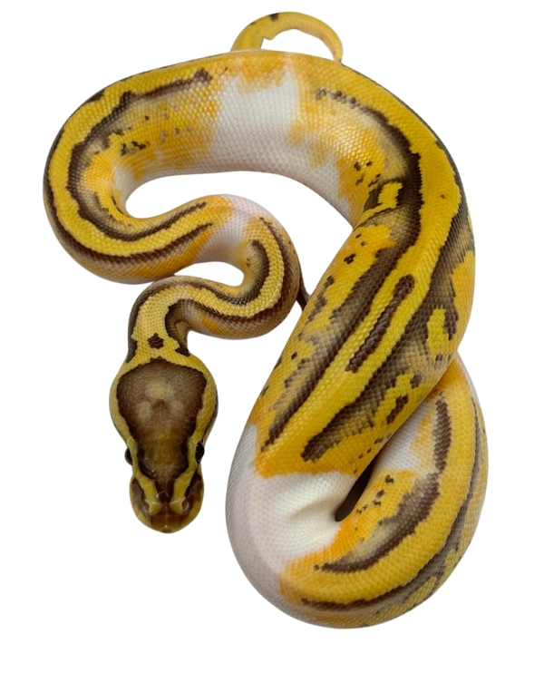 Pastel pied ball python