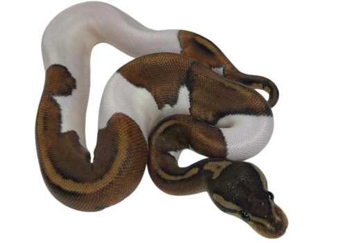 pied ball python