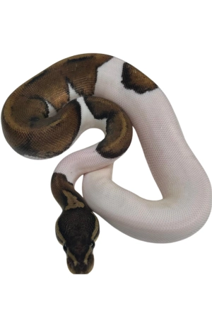 pied ball python