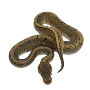 Pinstripe pos Fire Huffman 100% Het Desert Ghost ball python hatchling