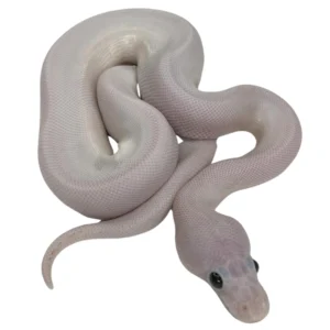 Spider Pied 100% Het Orange Ghost ball python hatchling