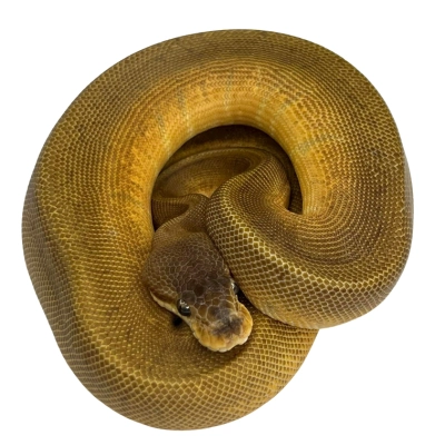 sunset ball python