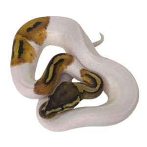 Yellow Belly Pied ball python hatchling