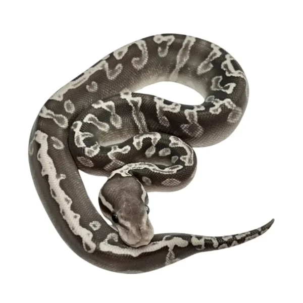 Super GHI Lesser 100% Het Clown ball python