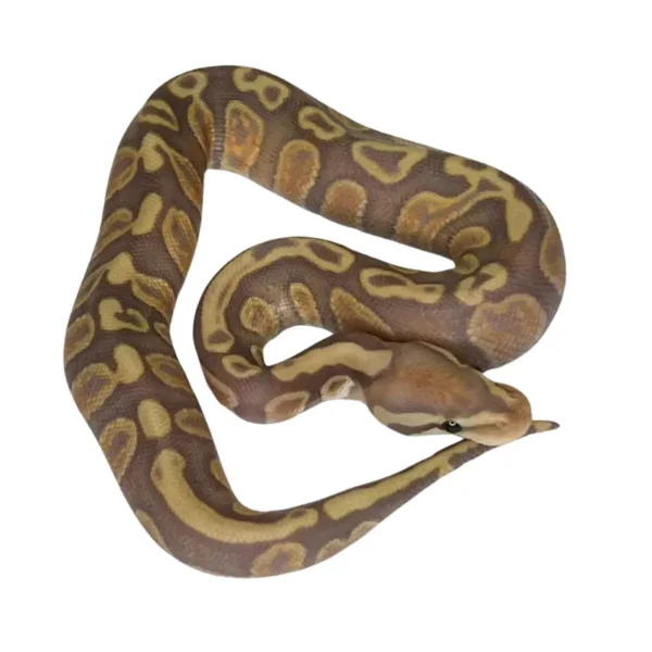 Banana GHI Ball python