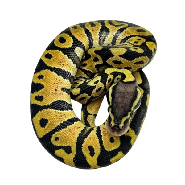 Pastel 100% Het Hypo 50% Het Puzzle ball python