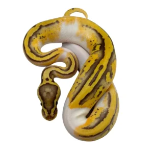 Pastel Pied 100% Het Caramel Albino ball python