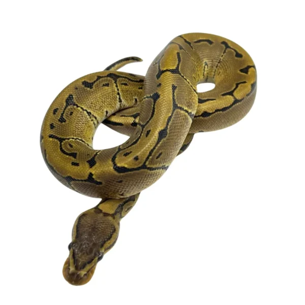 Pinstripe 100% Het Desert Ghost ball python