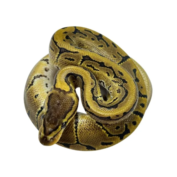 Pinstripe 100% Het Desert Ghost ball python