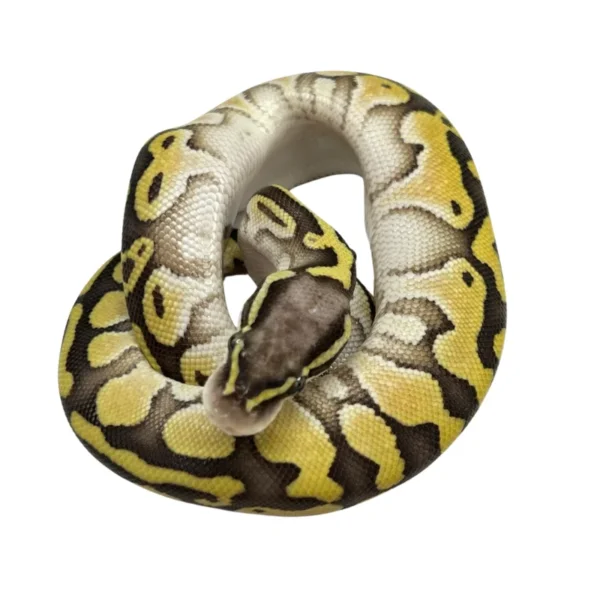 Butter Pastel 100% Het Desert Ghost ball python