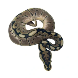 Black Pastel Spider (Black Spider) 50% pos Het Clown ball python