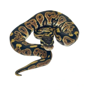 Black Pastel 50% pos Double Het Axanthic Pied ball python