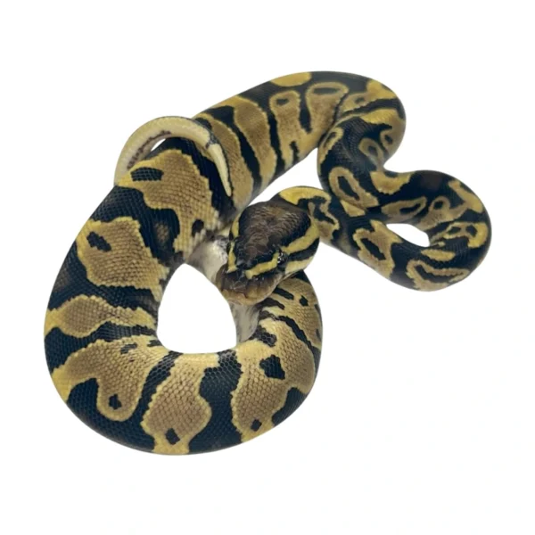 Yellow Belly 50% pos Double Het Axanthic Pied ball python