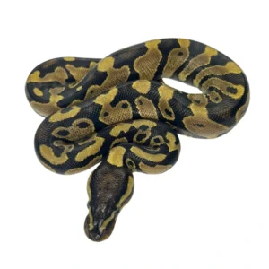 Yellow Belly 50% pos Double Het Axanthic Pied ball python