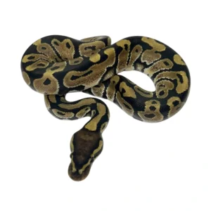 Normal 50% pos Double Het Axanthic Pied ball python