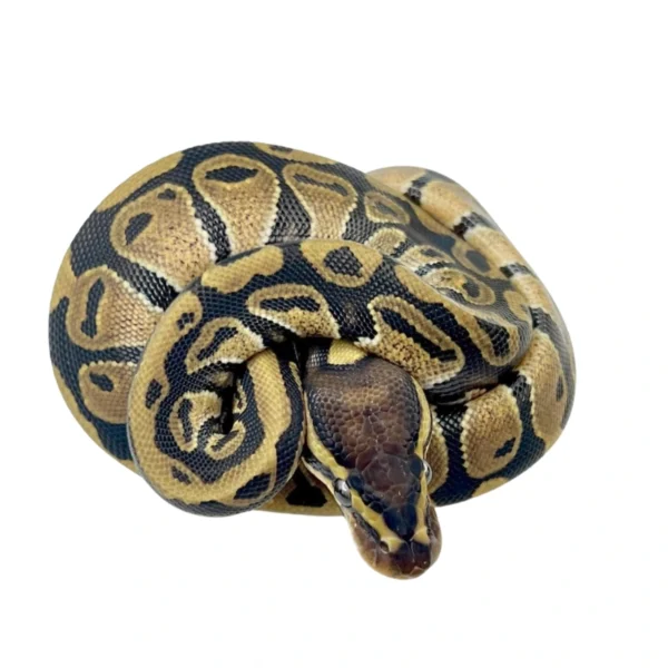 Normal 100% Het Candy ball python