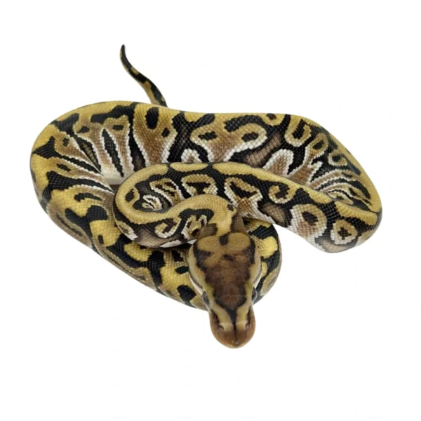 Hidden Gene Woma 100% Het Clown ball python