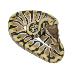 Hidden Gene Woma 100% Het Clown ball python