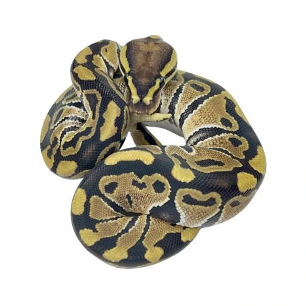 Normal 100% Het Clown ball python