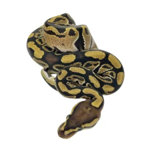 Normal 100% Het Clown ball python