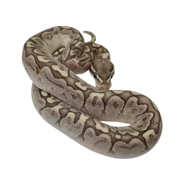 Bamboo 100% Het Desert Ghost ball python