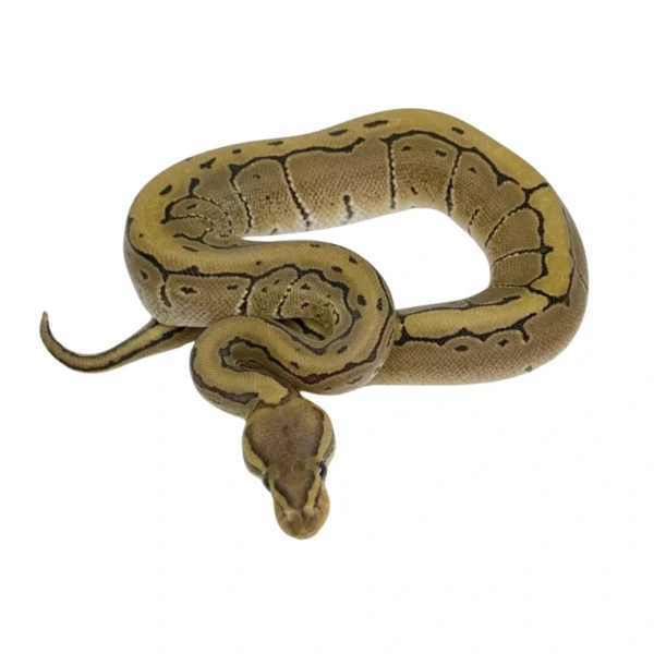 Pinstripe 100% Het Desert Ghost ball python