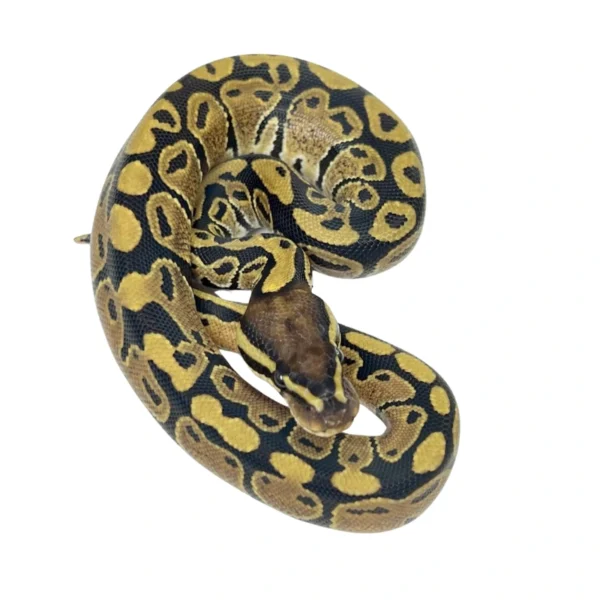 Normal 100% Het Desert Ghost ball python