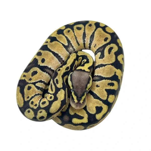 Pastel 66% pos Het Clown ball python