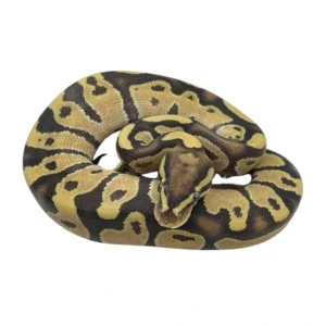 Fire Orange Dream pos Chocolate ball python