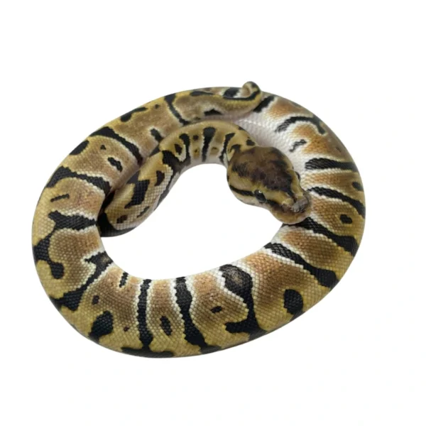 Hidden Gene Woma 100% Het Clown ball python