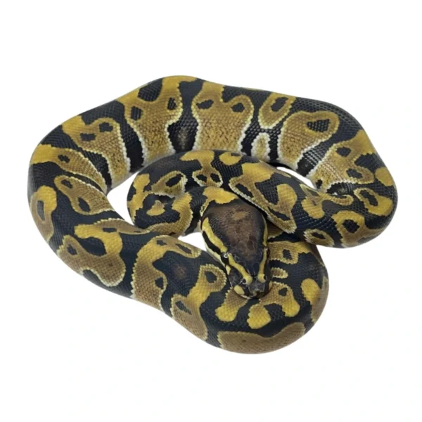 Normal 100% Het Clown ball python