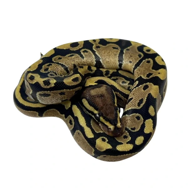 Disco 100% Het Desert Ghost ball python