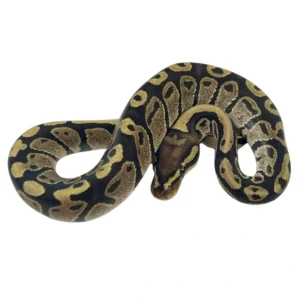 Disco 100% Het Desert Ghost ball python