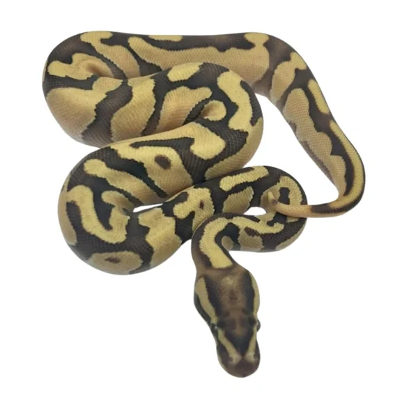 Fire Enchi Orange Dream pos Chocolate ball python