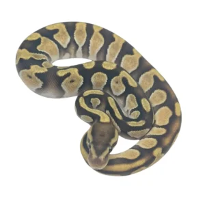 Enchi pos Chocolate ball python