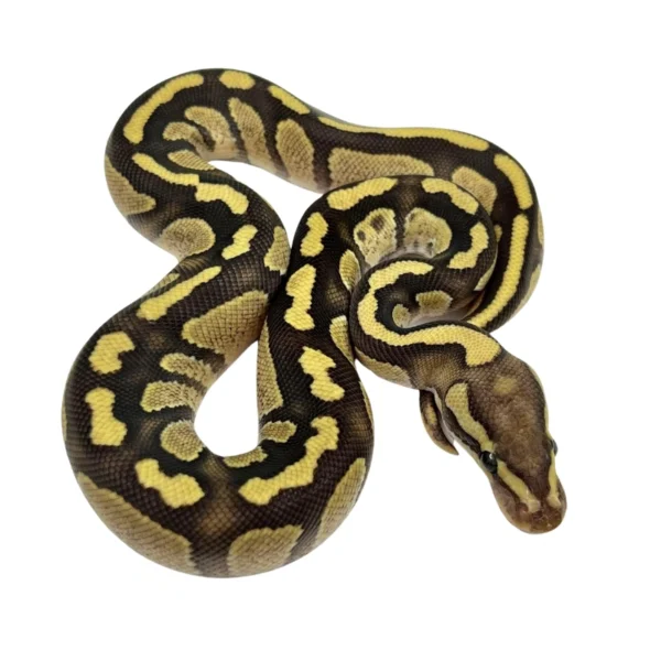 Chocolate Enchi Fire ball python