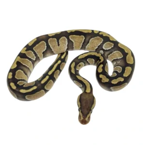 Chocolate Enchi ball python