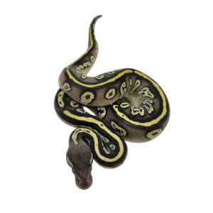 Black Head Mojave pos Vanilla ball python