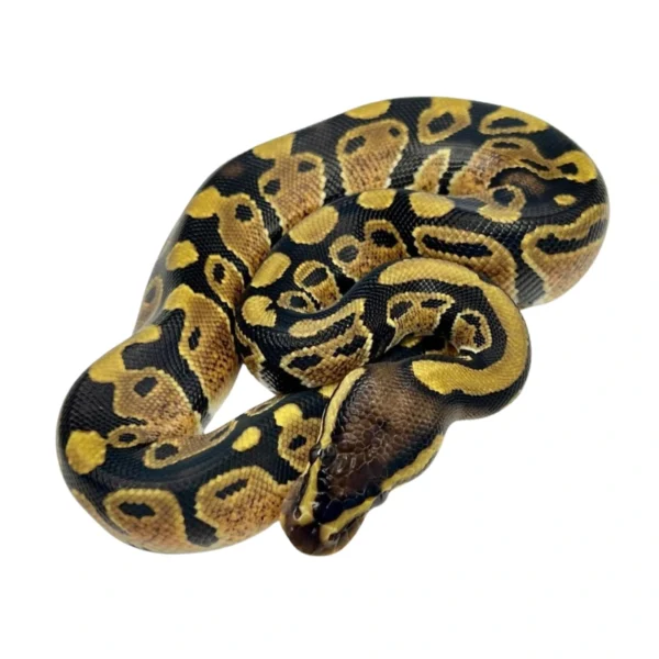 Normal 100% Het Pied ball python