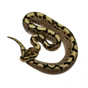 Fire Spider ball python