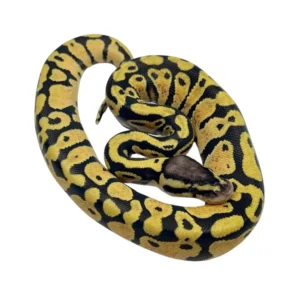 Gravel / Yellow Belly Pastel ball python