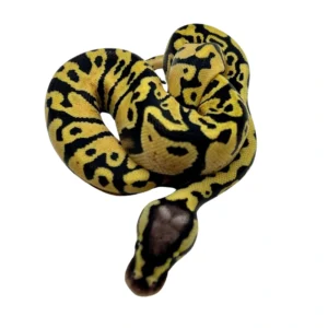 Gravel / Yellow Belly Pastel ball python